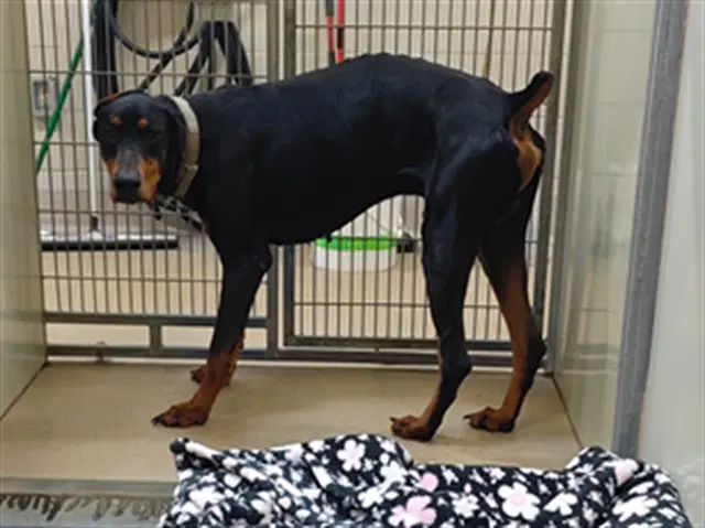 Calvin - Doberman Pinscher