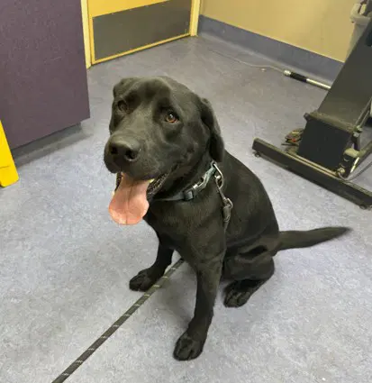 Copper - Labrador Retriever
