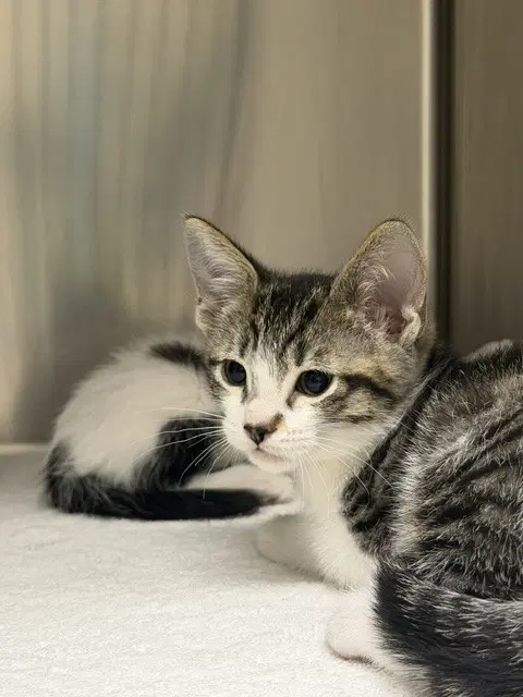 Jalapeno - Domestic Short Hair