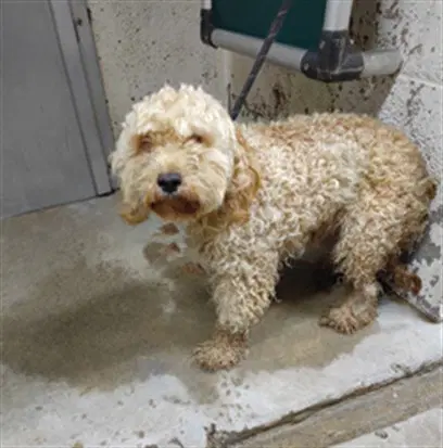 Rocko - Poodle (Miniature)