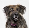 adoptable Dog in santa maria, CA named AYESHA