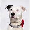 adoptable Dog in santa maria, CA named ARIES