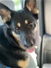 adoptable Dog in santa maria, CA named CLOVER