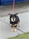 adoptable Dog in santa maria, CA named GRADY