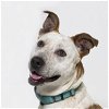 adoptable Dog in  named LIZZY