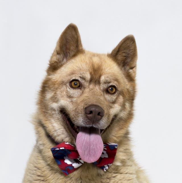 adoptable Dog in Santa Maria, CA named TEDDY