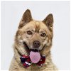 adoptable Dog in  named TEDDY