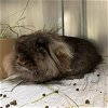 adoptable Rabbit in santa maria, CA named BUN BUN