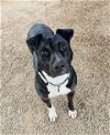 adoptable Dog in santa maria, CA named CHICA
