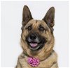 adoptable Dog in santa maria, CA named CHLOE