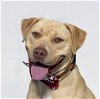 adoptable Dog in santa maria, CA named BILLY