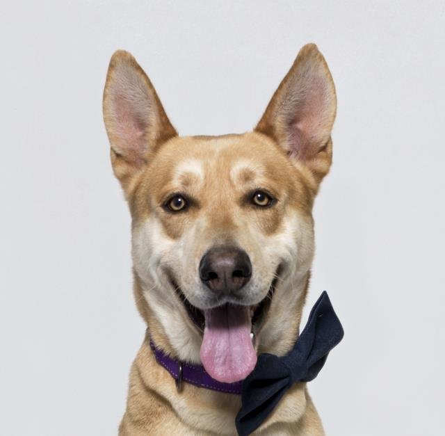 adoptable Dog in Santa Maria, CA named DINGO