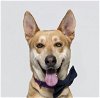 adoptable Dog in santa maria, CA named DINGO
