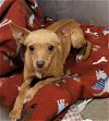 adoptable Dog in santa maria, CA named BUTTERCUP