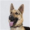 adoptable Dog in santa maria, CA named JAZZY