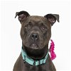 adoptable Dog in  named SUZIE