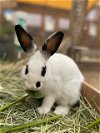 adoptable Rabbit in santa maria, CA named JAMIE