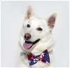 adoptable Dog in santa maria, CA named COCO