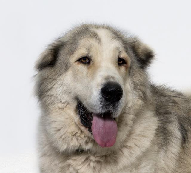 adoptable Dog in Santa Maria, CA named MAX