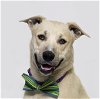 adoptable Dog in  named BUZZ