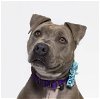adoptable Dog in  named GENIE