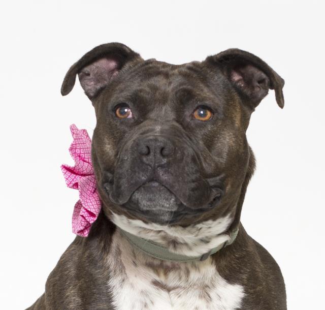 adoptable Dog in Santa Maria, CA named TIANA