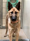 adoptable Dog in santa maria, CA named FRED