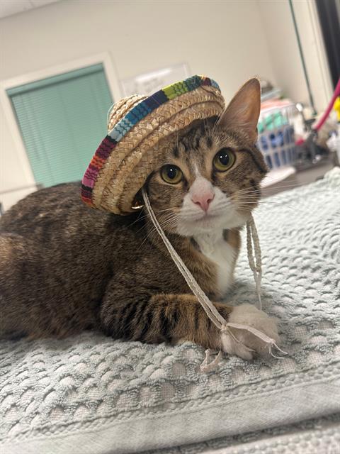 adoptable Cat in Santa Maria, CA named BEAN