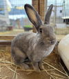 adoptable Rabbit in Santa Maria, CA named SMOKEY