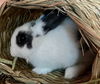 adoptable Rabbit in Santa Maria, CA named PARKER