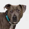 adoptable Dog in Santa Maria, CA named STAR