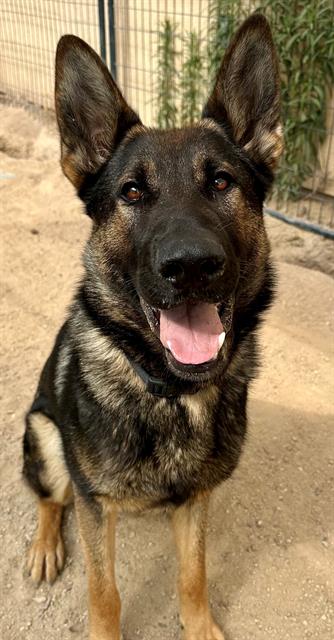 adoptable Dog in Santa Maria, CA named STORM