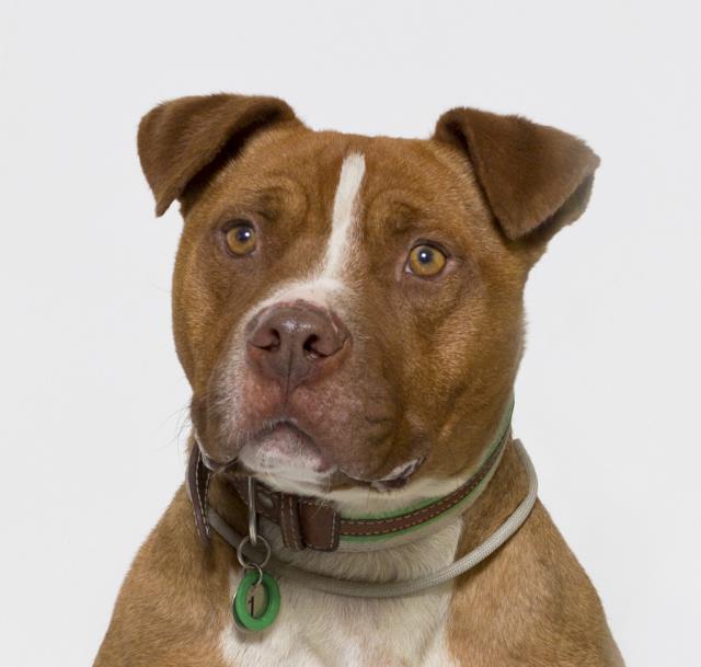 adoptable Dog in Santa Maria, CA named MERCURY