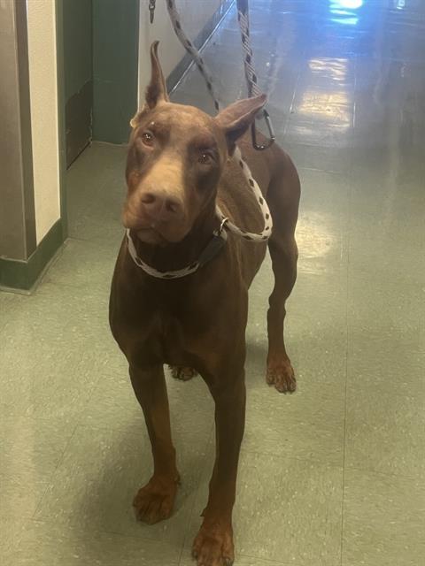 adoptable Dog in Santa Maria, CA named DIESEL