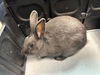 adoptable Rabbit in Santa Maria, CA named ASH