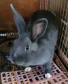 adoptable Rabbit in Santa Maria, CA named STORM