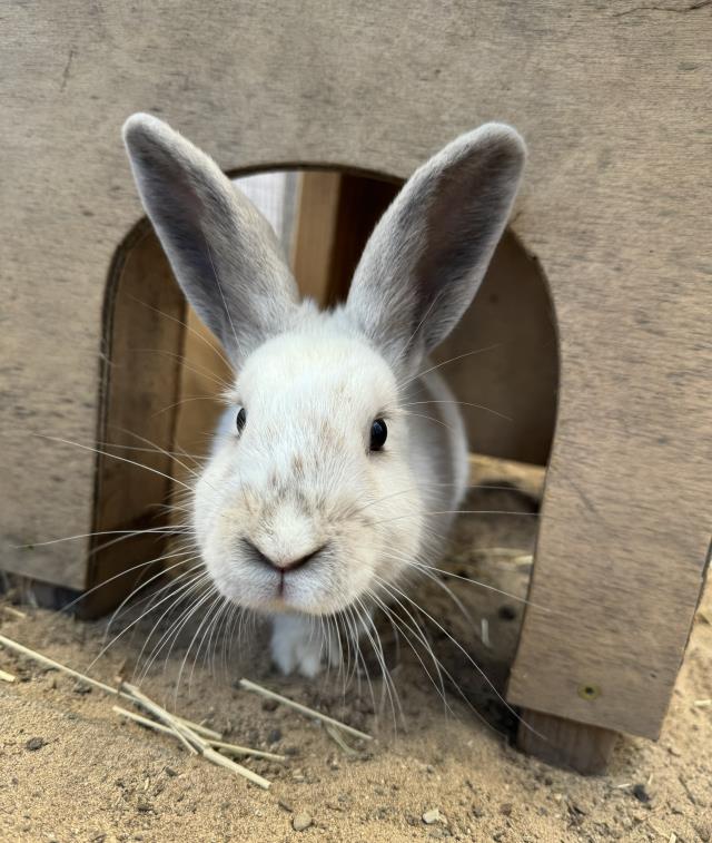 adoptable Rabbit in Santa Maria, CA named FLOWER