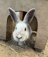 adoptable Rabbit in Santa Maria, CA named FLOWER