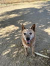 adoptable Dog in Santa Maria, CA named COWBOY