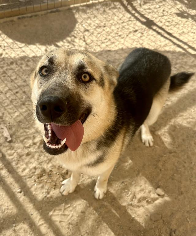 adoptable Dog in Santa Maria, CA named SADIE