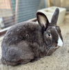 adoptable Rabbit in Santa Maria, CA named LOWDEN