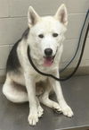 adoptable Dog in Santa Maria, CA named GHOST