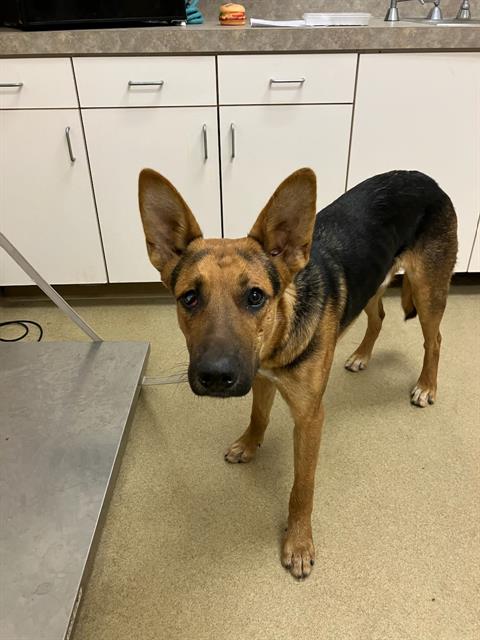 adoptable Dog in Santa Maria, CA named BRADY