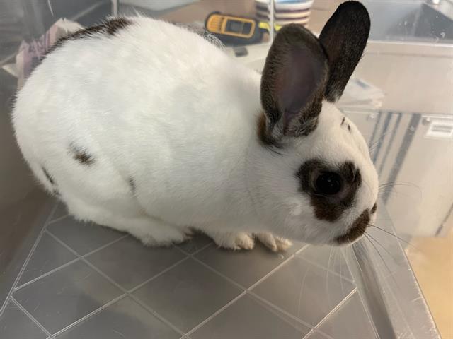 adoptable Rabbit in Santa Maria, CA named MARLEY