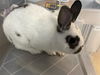 adoptable Rabbit in  named MARLEY