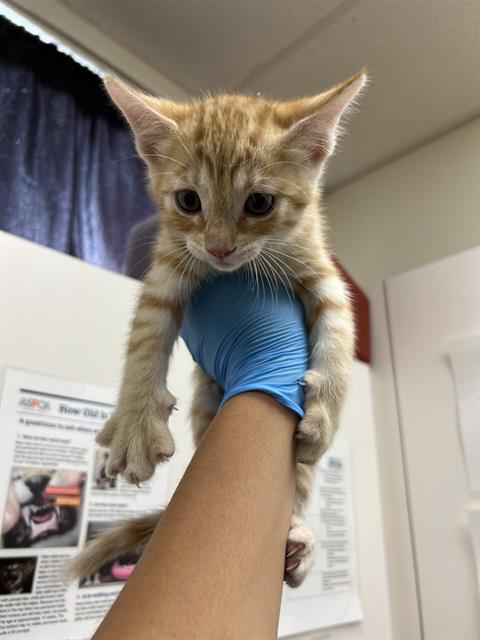 adoptable Cat in Santa Maria, CA named ANABELL