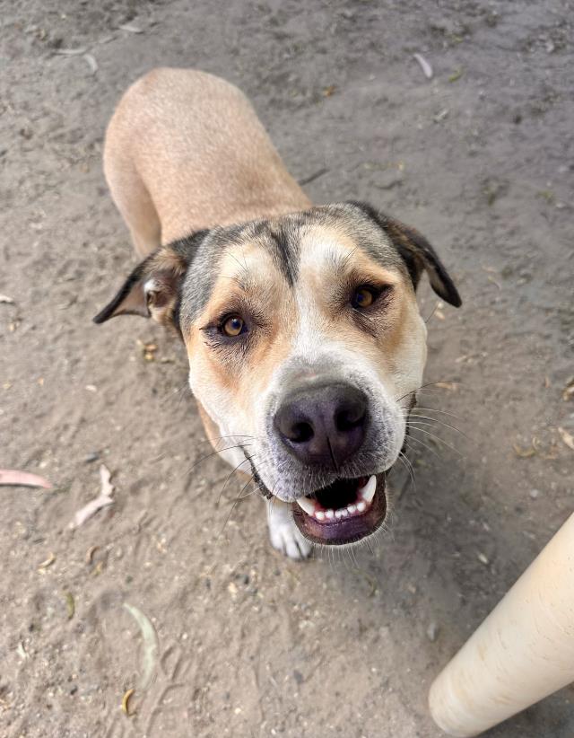 adoptable Dog in Santa Maria, CA named CYPRESS