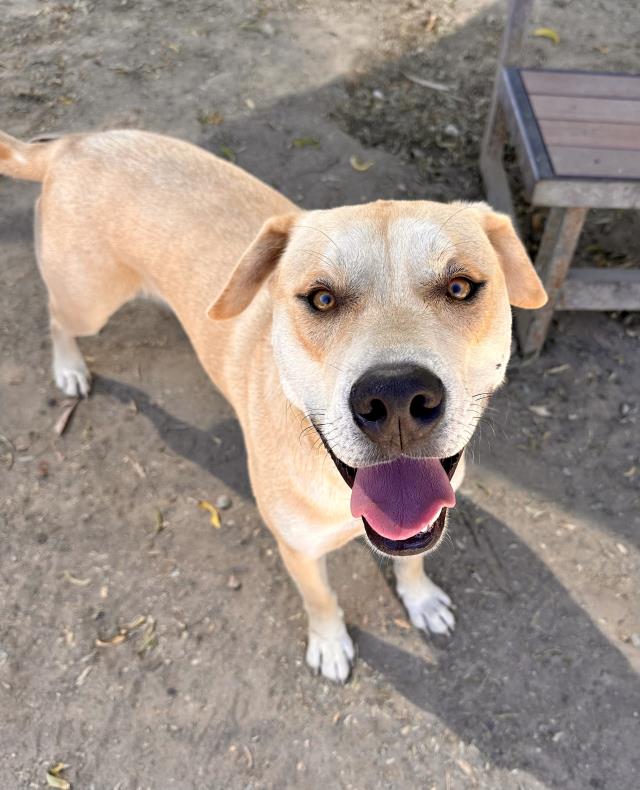 adoptable Dog in Santa Maria, CA named CEDAR