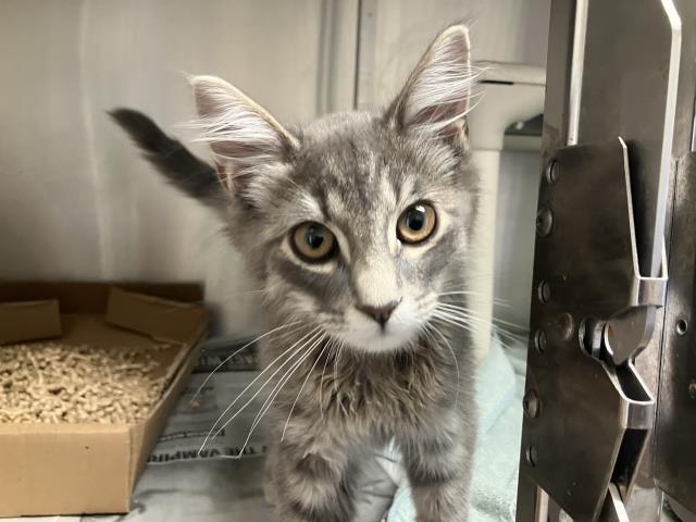 adoptable Cat in Santa Maria, CA named SKELLY