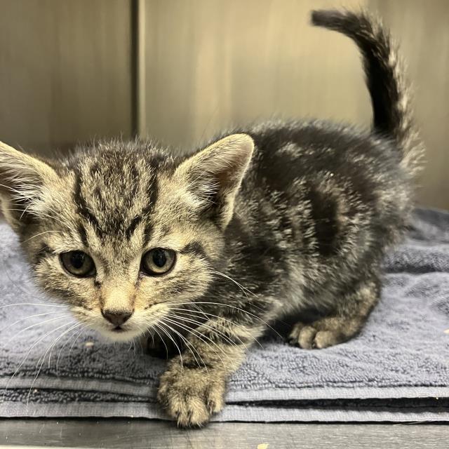 adoptable Cat in Santa Maria, CA named TINNIE